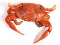 Live Crab