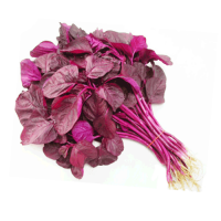 Amaranthus