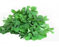 Fenugreek