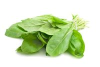 Indian Sorrel